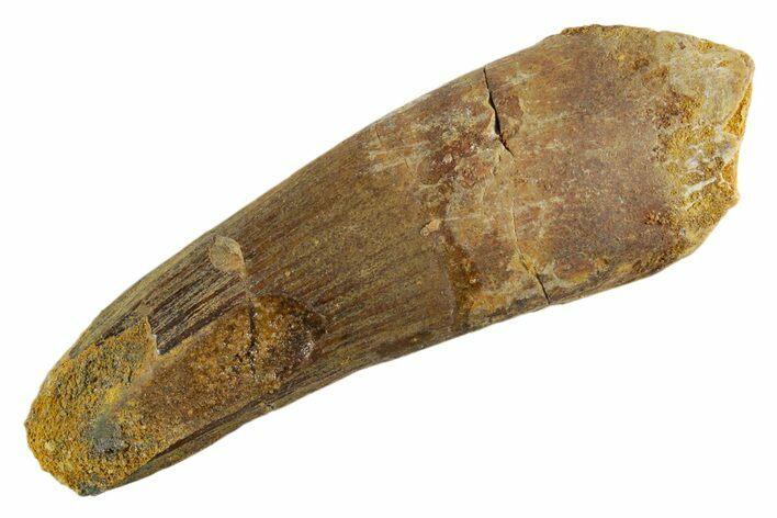 Fossil Spinosaurus Tooth - Feeding Worn Tip #347162